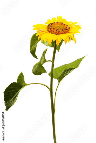 Fototapeta Naklejka Na Ścianę i Meble -  sunflower isolated