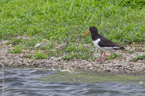 Austernfischer, Haematopus ostralegus, am Wasser photo