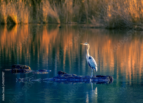 Fototapeta Naklejka Na Ścianę i Meble -  Great Blue Heron on Chesapeake Bay Golden Pond