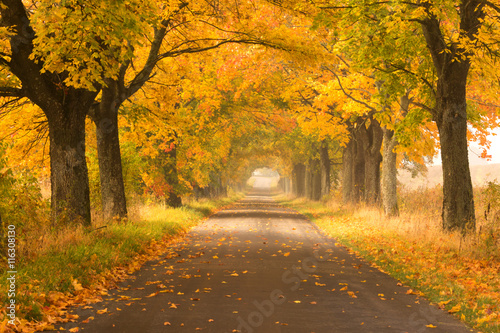 Northern Poland./ Autumn road.