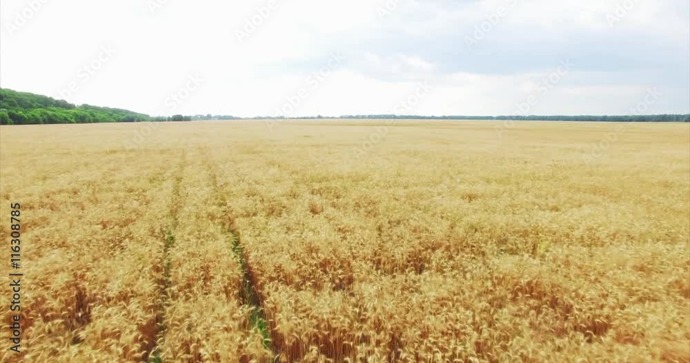 Aerial: Flight Over the Wheat Field in Sunset Aerial: Flight Over the Wheat Field in Sunset