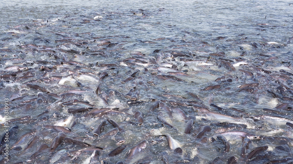 Many Pangasius in the Chao Phraya river.