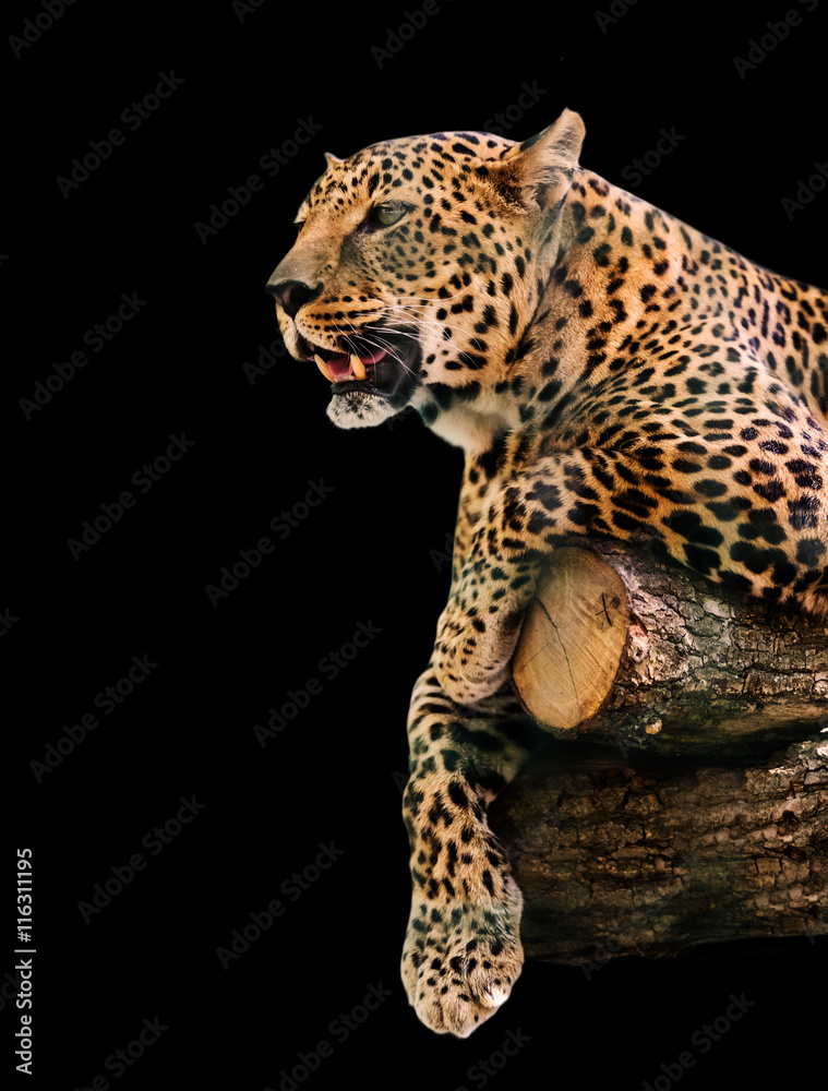 Fototapeta premium animal portrait leopard