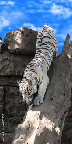 Fototapeta Naklejka Na Ścianę i Meble -  big white Bengal tiger