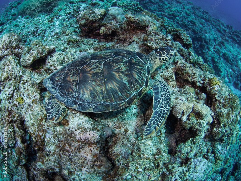 Naklejka premium ウミガメ