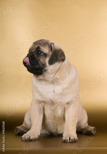 Pug puppy on golden background