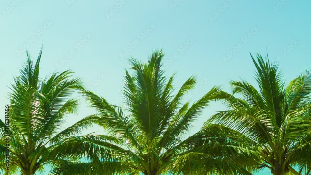 Video 1080p - Several tropical palm trees against the sky Video 1080p - Several tropical palm trees against the sky