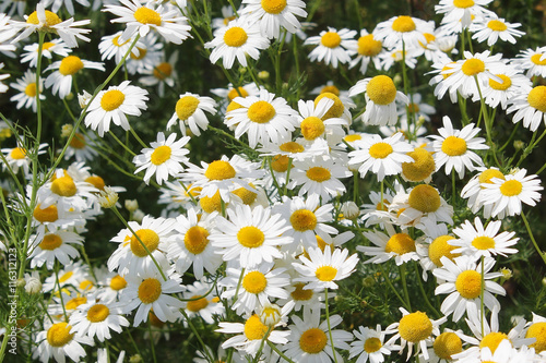 White daisy on a meadow