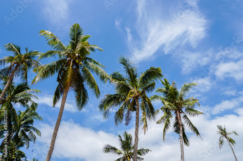 Palm tree crowns against blue sky