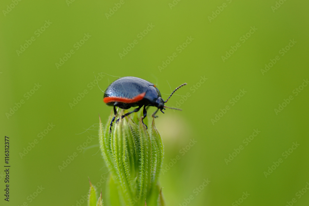 Fototapeta premium ladybags