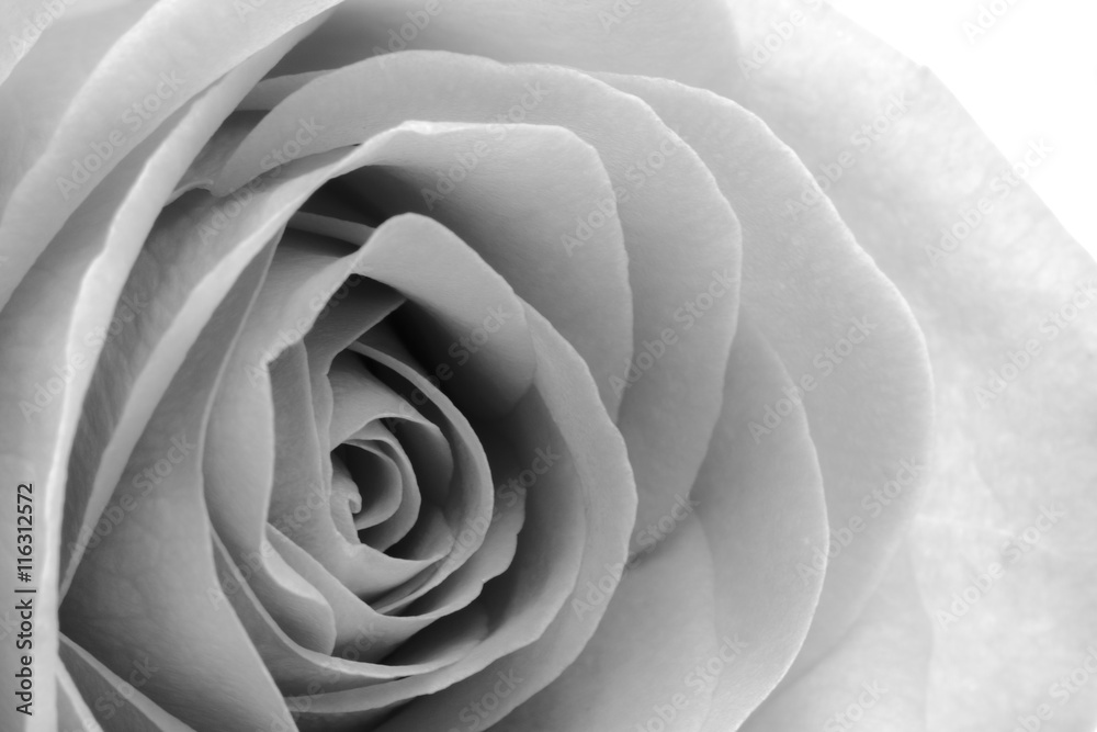 Rose Rose