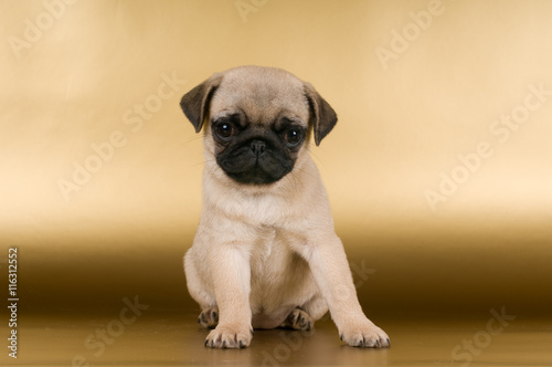 Fototapeta Naklejka Na Ścianę i Meble -  Pug puppy on golden background
