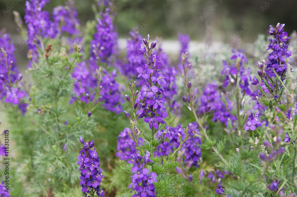 Fototapeta premium blooming lilac delphinium on flowerbed, local focus, shallow DOF