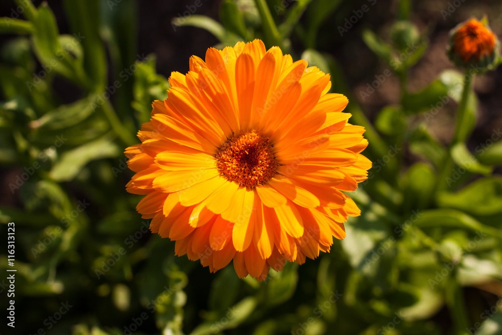 Beautiful Orange Flower Calendula Grow In Garden Summer Top View. Beautiful Orange Flower Calendula Grow In Garden Summer Top View.