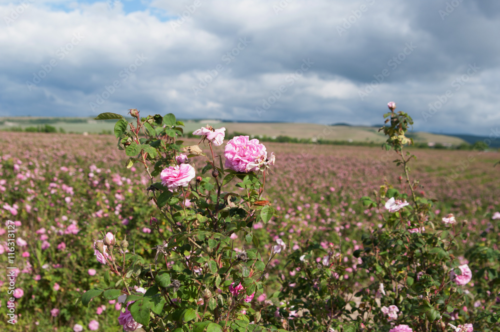 Φωτογραφία field of blooming crimean pink damask roses, rose bush closeup, local focus, sha