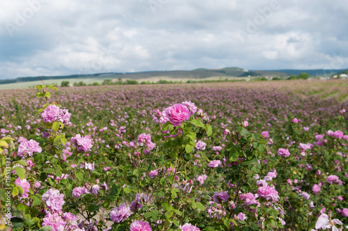 field of blooming pink damask roses at Bakhchisaray, Crimea, 
local focus, shallow DOF