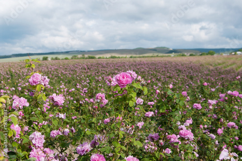 field of blooming pink damask roses at Bakhchisaray, Crimea, local focus, shallow DOF