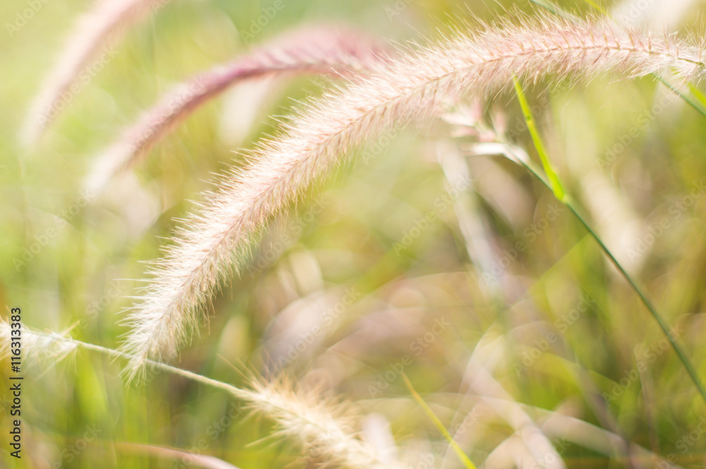 Poaceae grass flower for background, soft focus. Poaceae grass flower for background, soft focus.