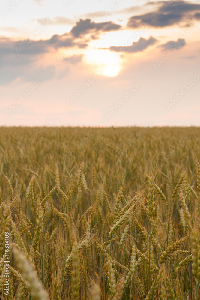 Young Golden Harvest Of Wheat Under Blue Sky Under Sunset.