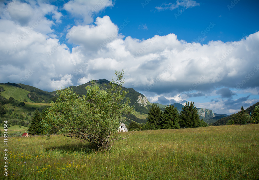 Fototapeta premium Lonely tree