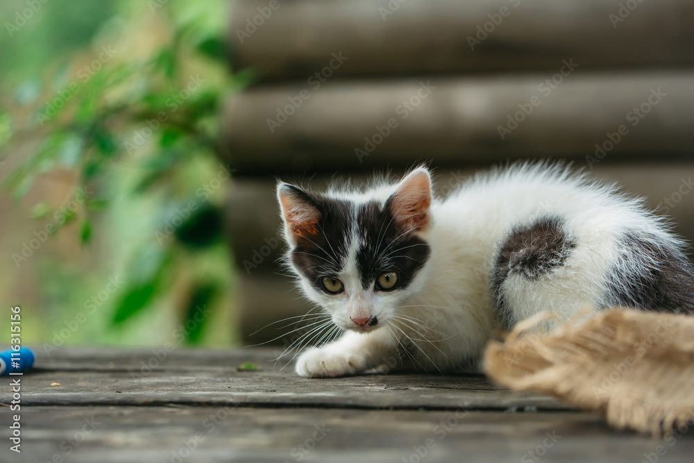 cute small kitten outdoor