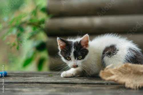 cute small kitten outdoor