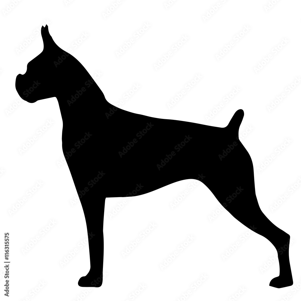 High quality silhouette of the bulldog isolated on white backgro