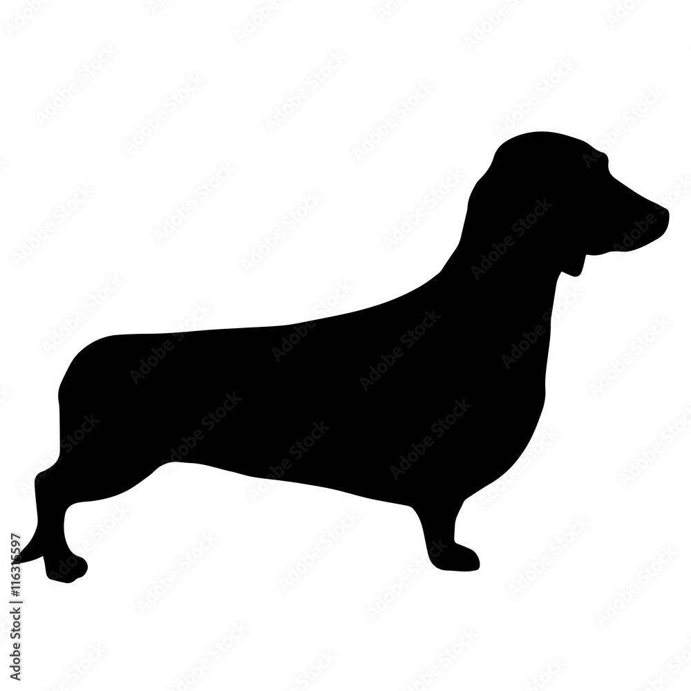 High quality silhouette of Dachshund or basset ,isolated on whit