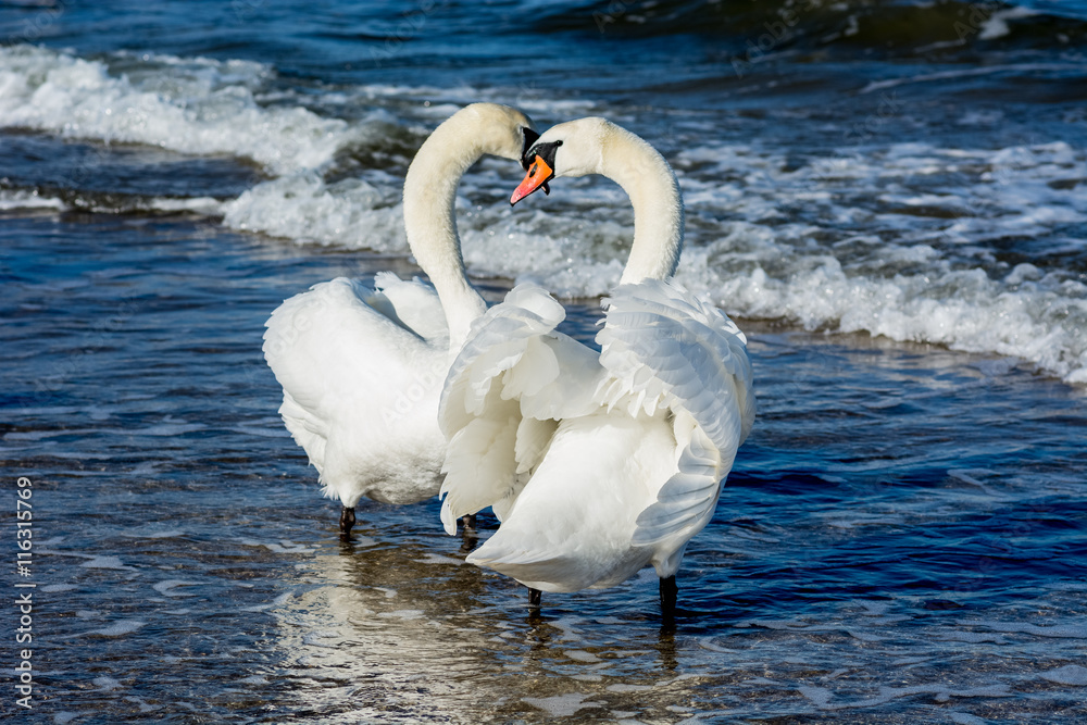 Naklejka premium Łabędzie nad Morzem Bałtyckim w Świnoujściu