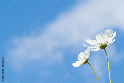 beautiful white cosmos flower and blue sky