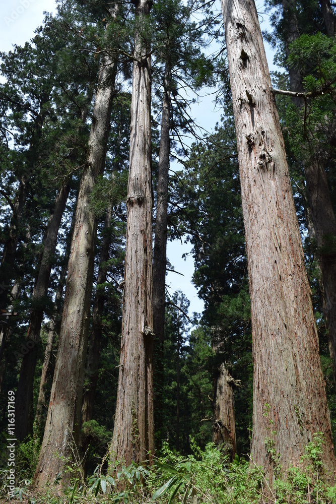 Fototapeta premium 羽黒山の杉林 ／ 山形県鶴岡市で、羽黒山参道の杉林を撮影した写真です。