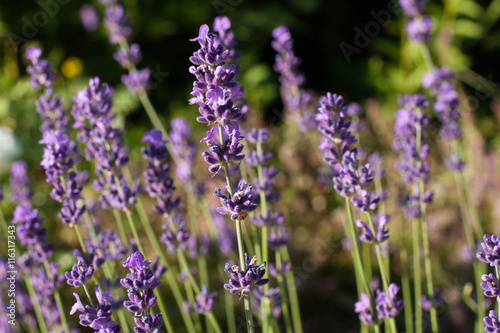 Flowers Lavender. In Sunny Garden Growing Beautiful Fragrant Flowers Lavender Close Up.