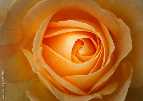 Closeup of a Rose Center with Orange Colored Rose Petals 