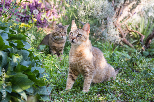 cats are playing in colorful garden. pets