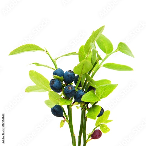ripe blueberries on the branch