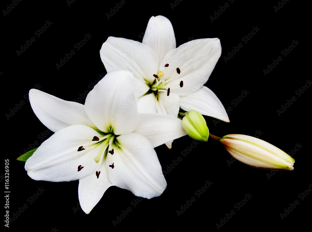 White lily on a black