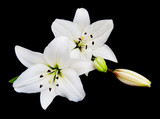 White lily on a black