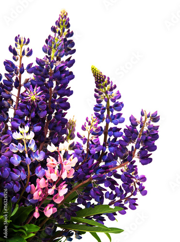 Lupine flowers isolated
