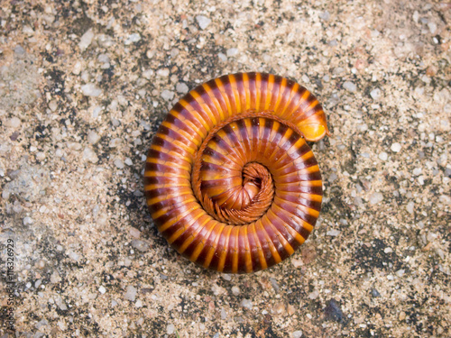 Red millipede curl itself on concrete background