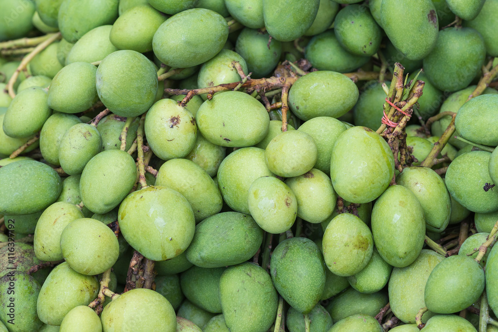 Mango, Scientific name Mangifera caloneura Kurz