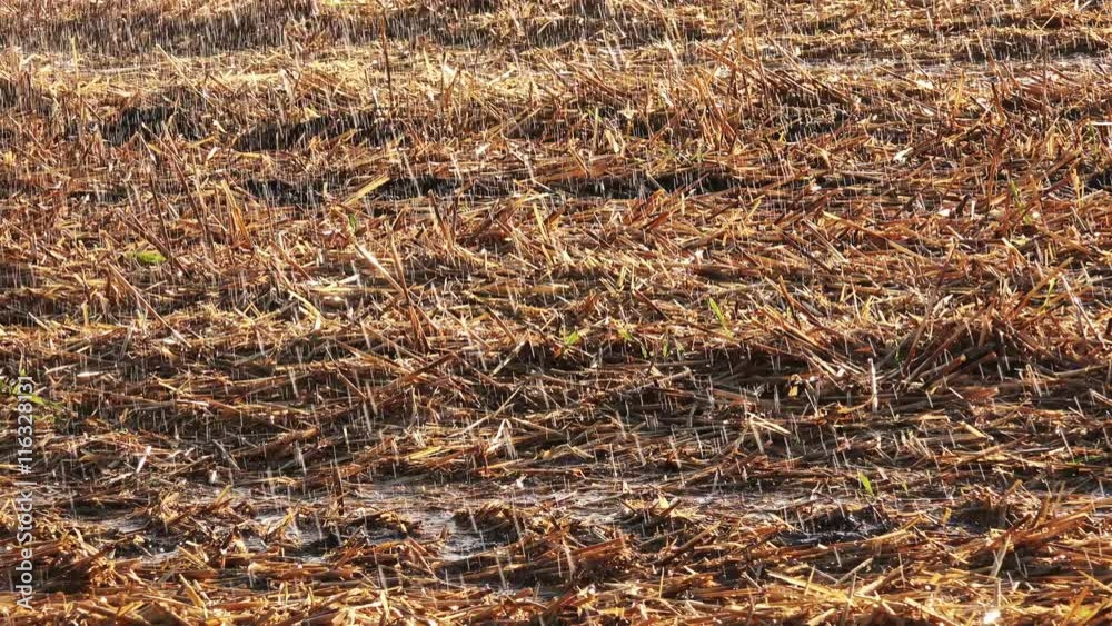 Watering wheat stubble field after harvest on sunny summer day