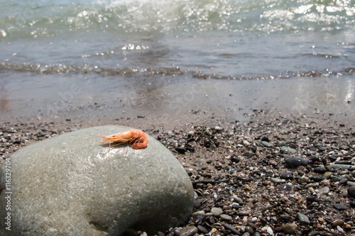 boiled shrimp on pebble by the sea photo