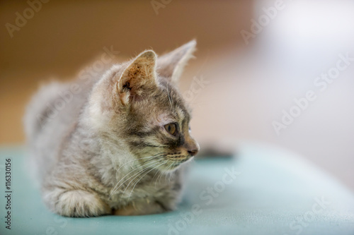 Fototapeta Naklejka Na Ścianę i Meble -  cat lay on the cushion, select focus eye