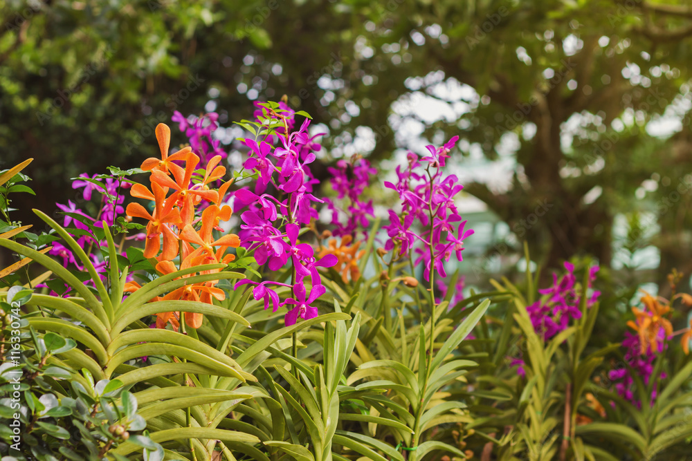 Orchid Park, Rhynchostylis gigantea orchids Orchid Park, Rhynchostylis gigantea orchids
