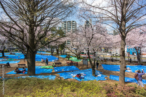 花見の場所取り photo