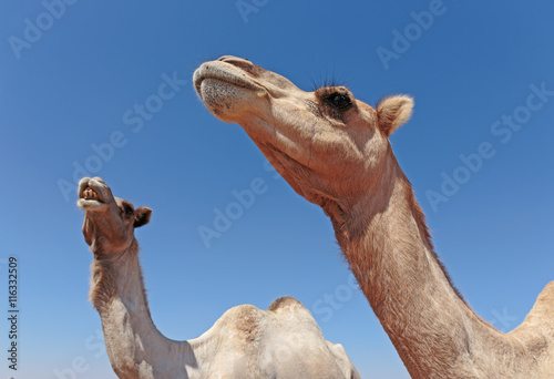 camels in the desert © arbalest