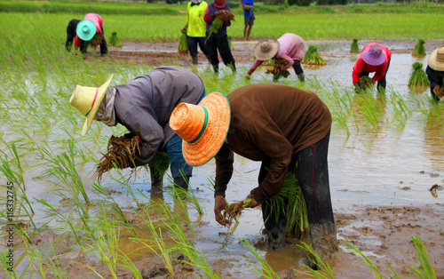 farmers are growing young sticky rice