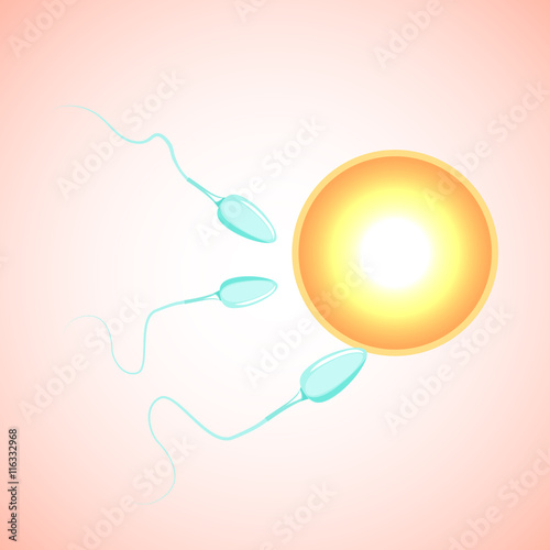 Future zygote. The egg and sperm.