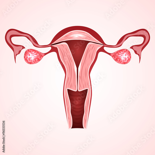 The uterus is the female genital organ.