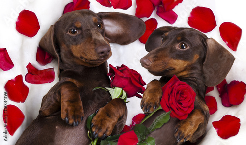 Canvas Print Brown chocolate color dog dachshund  and red roses and a box of  Valentine's Day